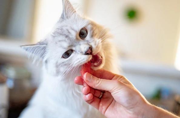 and what to do if your cat eats watermelon and what to do if your cat eats watermelon