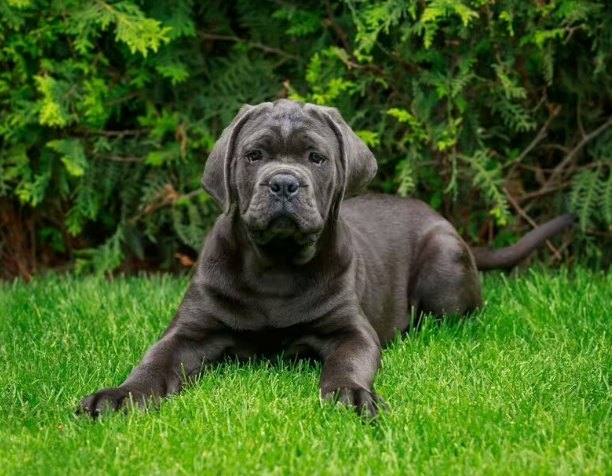 Common diseases of the Cane Corso
