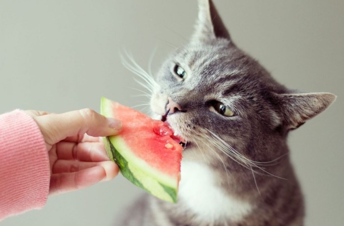 Is watermelon safe for cats? Is watermelon safe for cats?